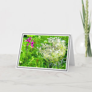 White Queen Anne's Lace Flower in Green Field Card