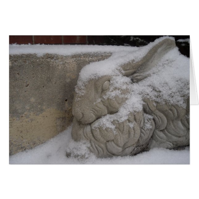 White Rabbit (Front Horizontal)