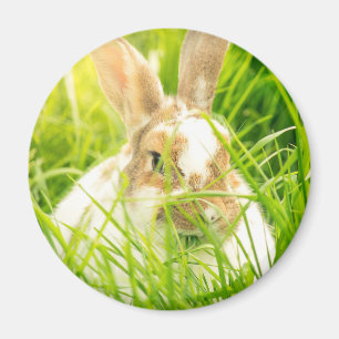 White rabbit3 magnet