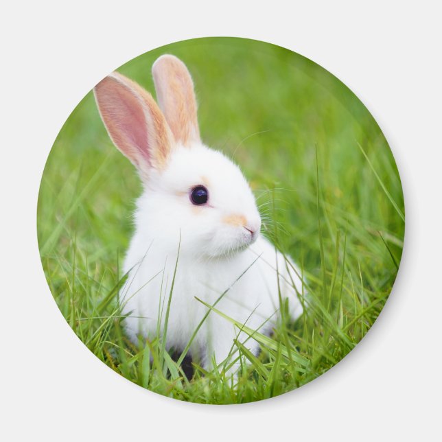 White Rabbit Magnet (Front)
