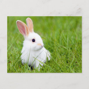 White Rabbit Postcard