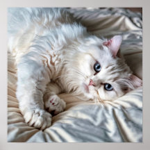 White Ragdoll Cat Poster