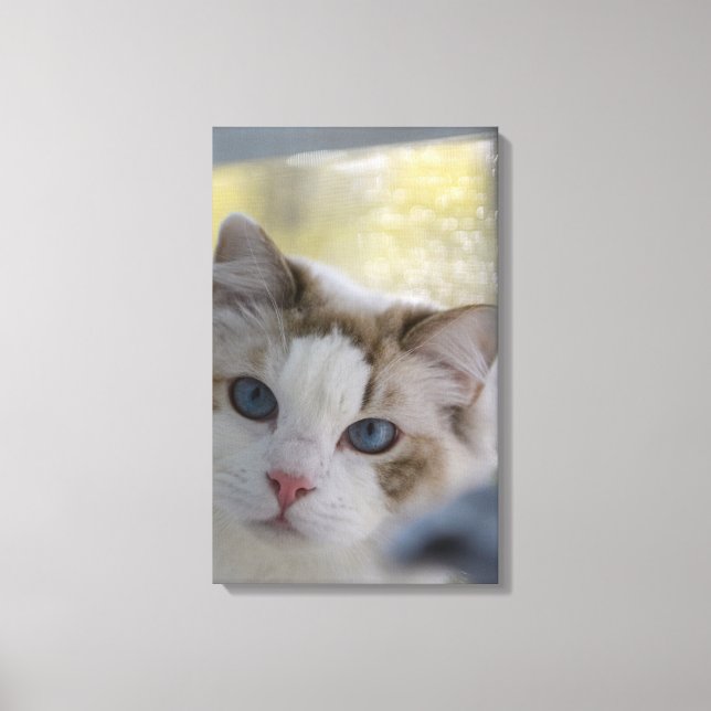 White Ragdoll Cat Wrapped Canvas (Front)
