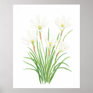 white rain lily watercolor flowers poster
