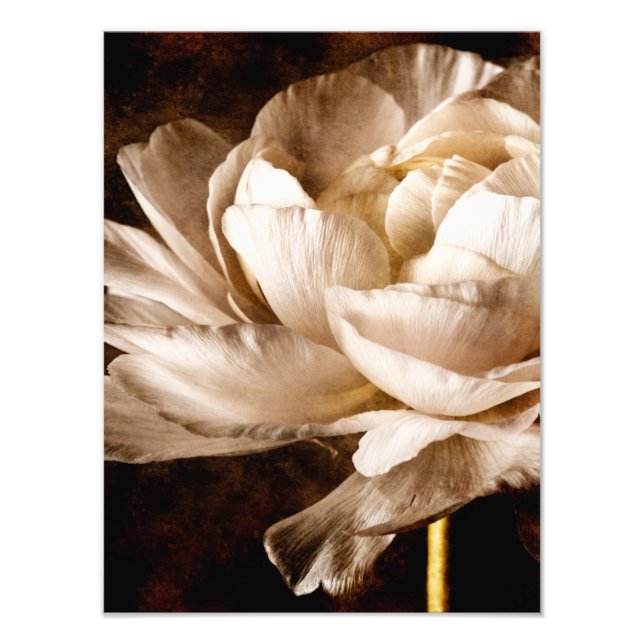White Ranunculus Flower Sepia Black Background Photo Print (Front)