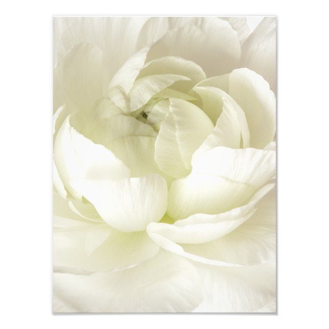 White Ranunculus High Key Flower Template Custom Photo Print (Front)