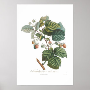 White Raspberry Poster