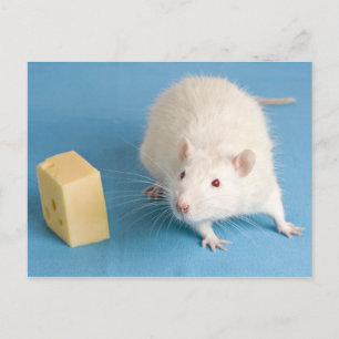 White rat with cheese postcard