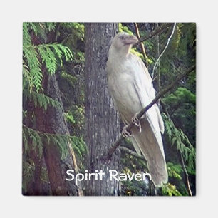 White Raven Magnets