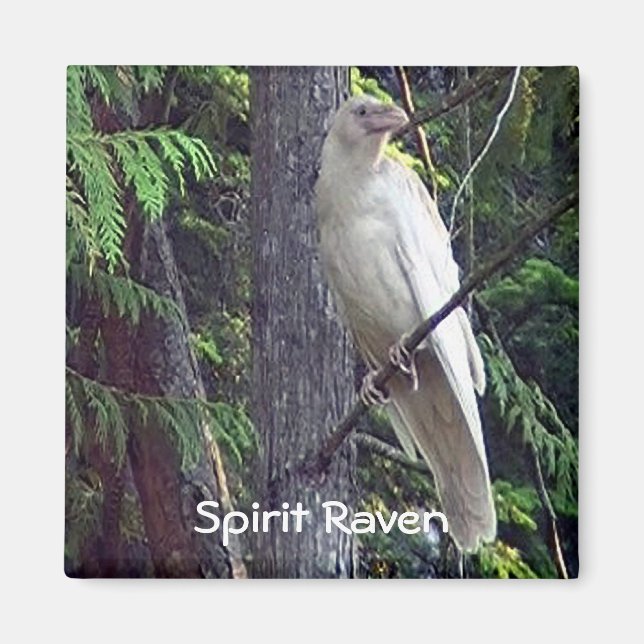 White Raven Magnets (Front)
