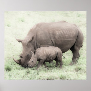 White Rhino & Baby Poster