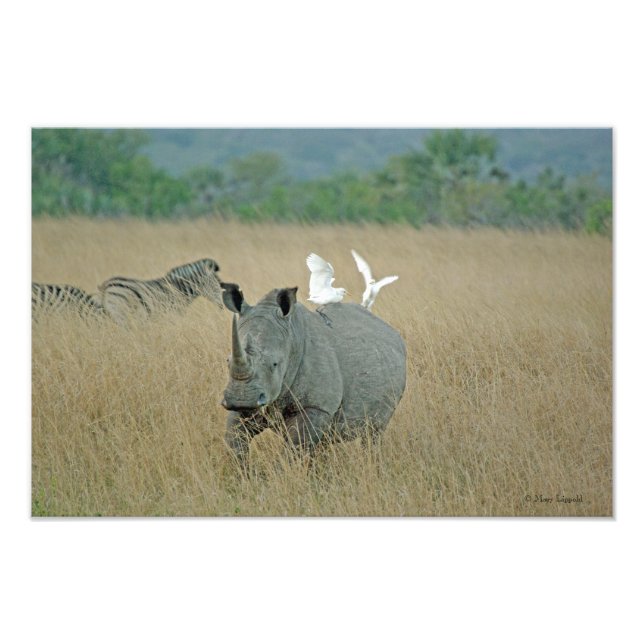 White Rhino Photo Print (Front)