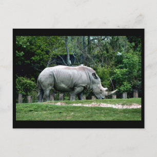 White Rhino Postcard