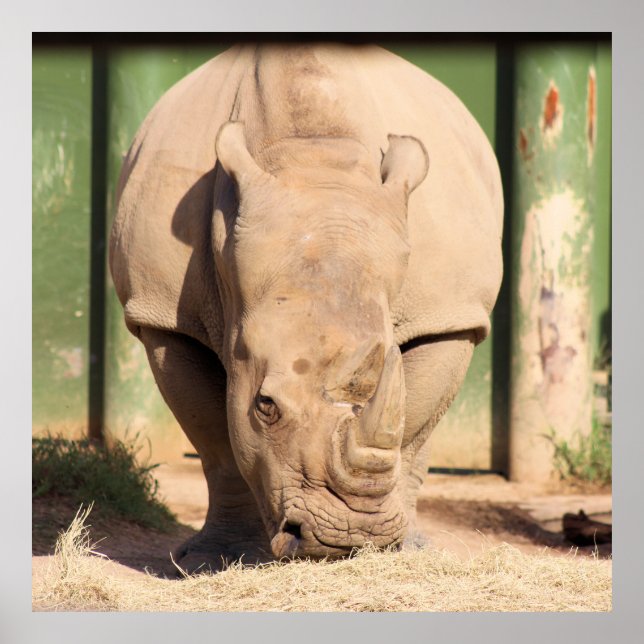 White rhino poster (Front)