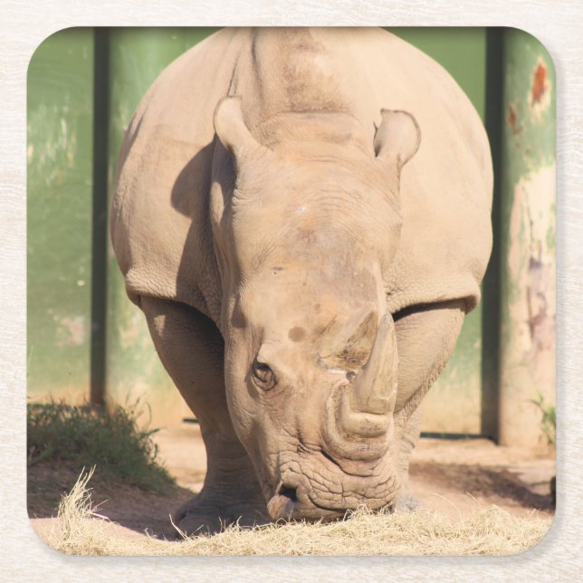 White rhino square paper coaster (Front)