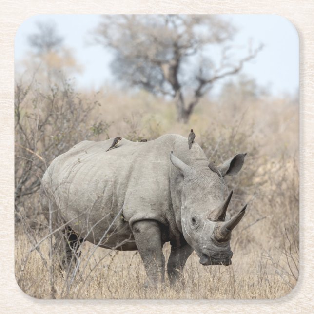 White Rhino Square Paper Coaster (Front)