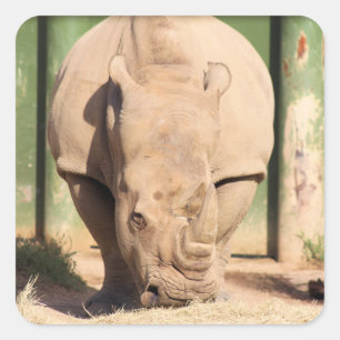 White rhino square sticker