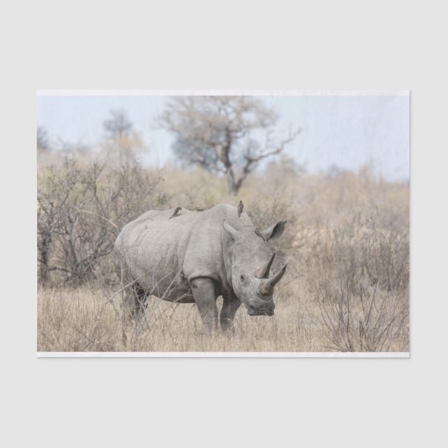 White Rhino Tissue Paper (Front)