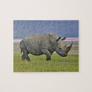 White Rhinoceros and distant Lesser Flamingos, Jigsaw Puzzle