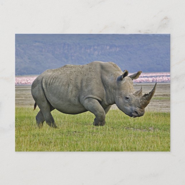White Rhinoceros and distant Lesser Flamingos, Postcard (Front)