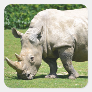 White rhinoceros grazing grass square sticker
