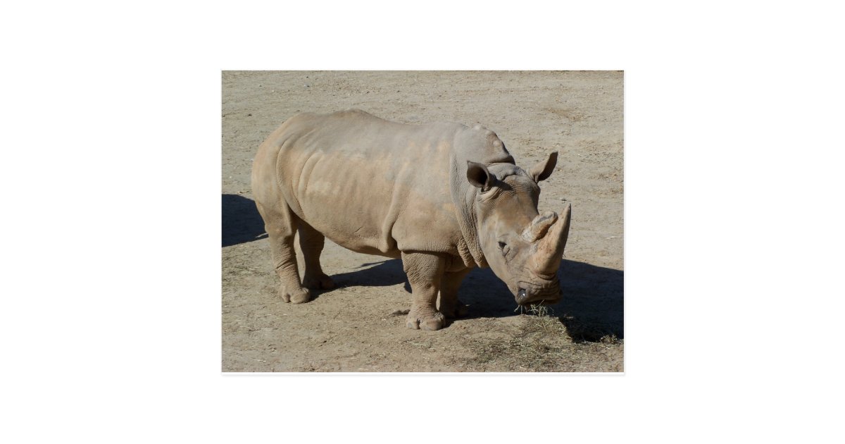 White Rhinoceros Rhino Full Body Postcard Zazzle Co Uk See more ideas about obrazy, decoupage, grafika. zazzle