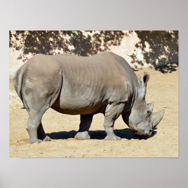 White rhinoceros standing on sand poster (Front)