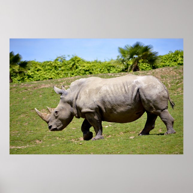 White rhinoceros walking on grass poster (Front)