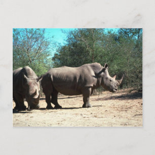 White Rhinos Postcard