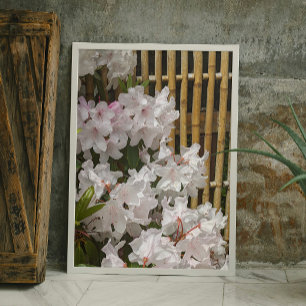 White Rhododendron Blooms and Bamboo Fence Floral Photo Print