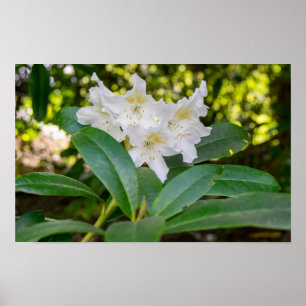 White Rhododendron Flowers, Allan Park, Norland Poster