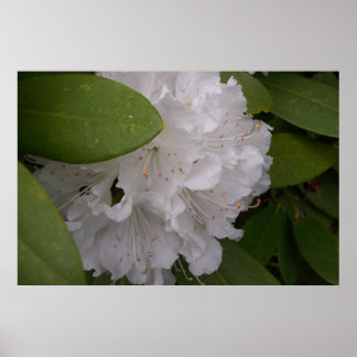 White Rhododendron in Bloom 2 Poster
