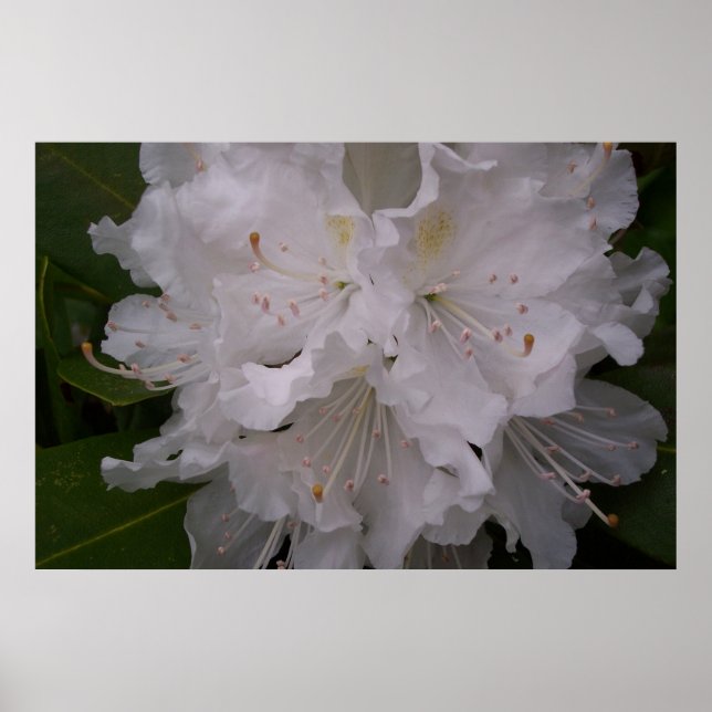 White Rhododendron in Bloom Poster (Front)