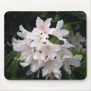 White Rhododendron Mousepad