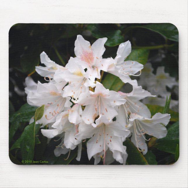 White Rhododendron Mousepad (Front)