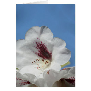 White Rhododendron with Burgundy
