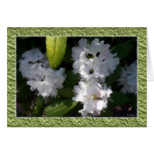 White Rhododendrons Card