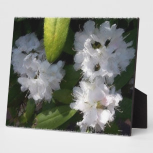 White Rhododenrons Bush Plaque