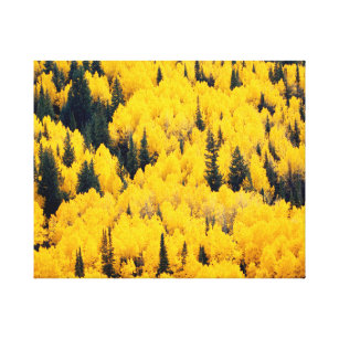 White River National Forest   Aspen, Colorada Canvas Print