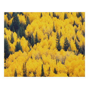 White River National Forest   Aspen, Colorada Faux Canvas Print