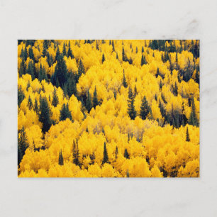 White River National Forest   Aspen, Colorada Postcard