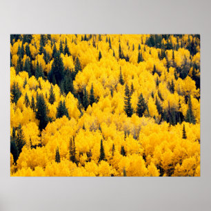White River National Forest Aspen, Colorada Poster
