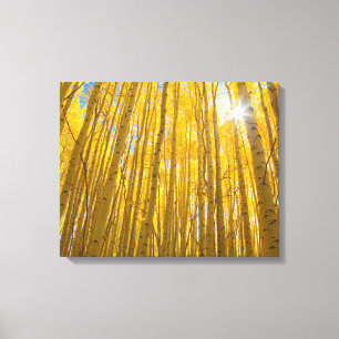 White River National Forest Canvas Print