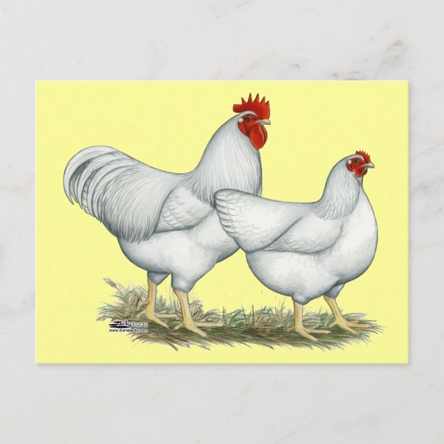White Rock Chickens Postcard (Front)