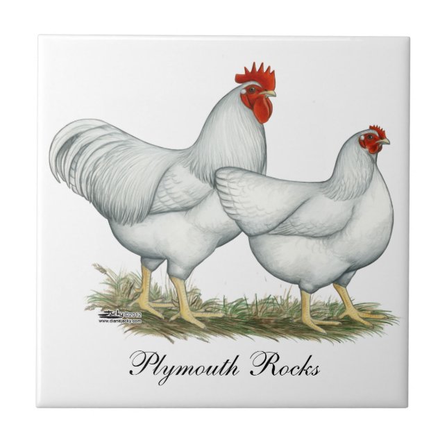White Rock Chickens Tile (Front)