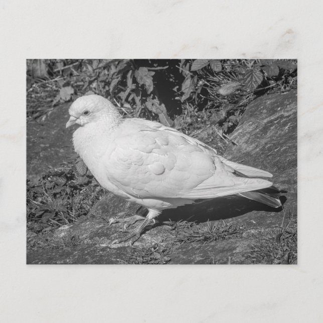 White Rock Dove. Roath Park Lake, Cardiff, Wales Postcard (Front)