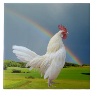 WHITE ROOSTER UNDER A RAINBOW TILE