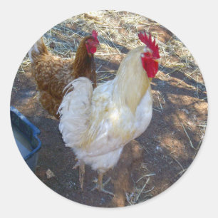 White Rooster With His Hen, Classic Round Sticker