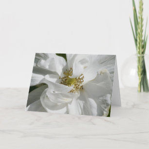 White Rosa Blank Card
