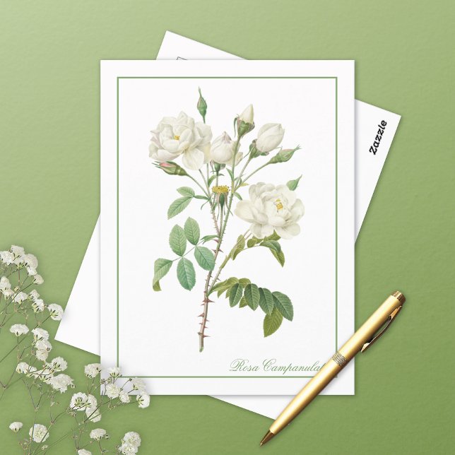 White Rosa Campanulata Redoute Postcard (Creator Uploaded)